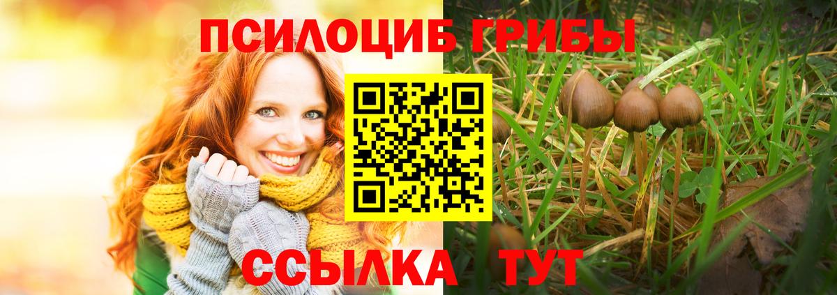 Псилоцибиновые грибы Psilocybe Новокузнецк